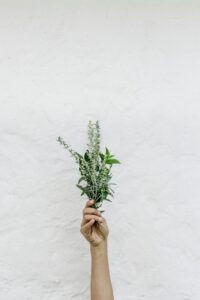 Ziołolecznictwo: Skarbnica naturalnych rozwiązań